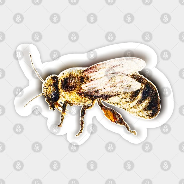 Bee Vintage colorful drawing bee Sticker by Marccelus